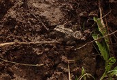 Toad the Size of my Hand